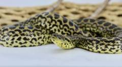 Baby Yellow Anacondas