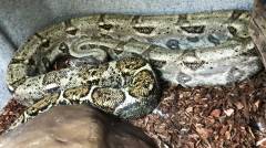 Adult Hog Island Boas
