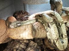 Sub Adult Hog Island Boas