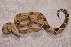 Medium Hypo Colombian Boas