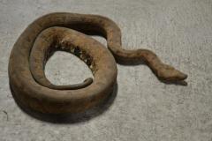 Large Halmahera Ground Boas