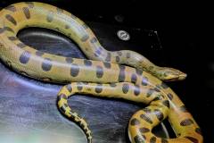 Small Green Anacondas
