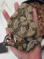 Baby Arabesque Boas