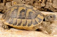 Tortoises and Turtles