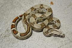 Baby Jungle Colombian Boas