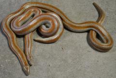 Adult Bay of LA Rosy Boas