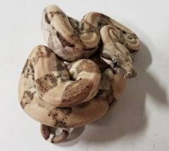 Baby Snow Nicaraguan Boas