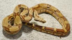 Small Jungle Salmon Boas