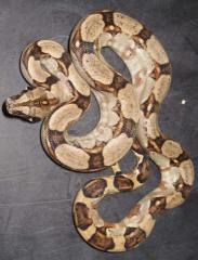 Baby Peruvian Long Tailed Boas