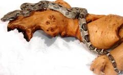 Baby Anery Colombian Boas