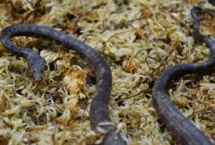 New Guinea Ground Boas