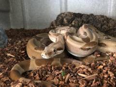 Sub Adult Hypo Colombian Boas