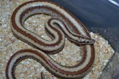 Medium Harcuvar Mountain Rosy Boas