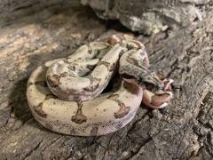 Baby Pandora Colombian Boas