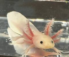 Leucistic Axolotls