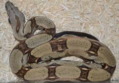 Baby Suriname x Colombian Boas