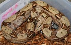 Medium Peruvian x Colombian Boas