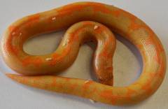 Baby Albino Nuclear Kenyan Sand Boas