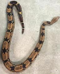 Sub Adult Suriname Red Tailed Boas