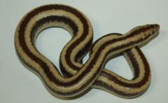 Baby Harquahala Rosy Boas