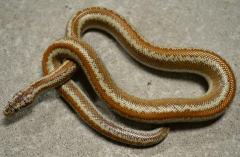 Baby Dome Rock Rosy Boas