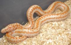 Small Albino Whitewater Rosy Boas