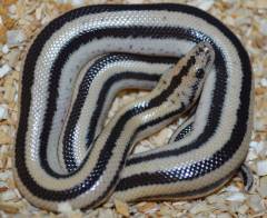 Baby Cabo San Lucas Rosy Boas