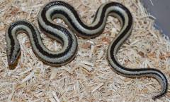 Baby Organ Pipe x Limburg Albino Rosy Boas