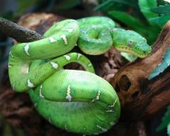 Small Emerald Tree Boas