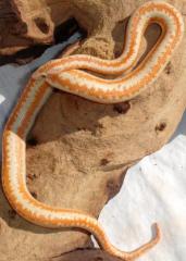 Baby Albino Whitewater Rosy Boas
