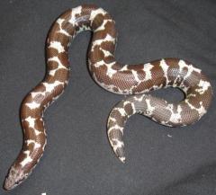 Sub Adult Black & White Kenyan Sand Boas
