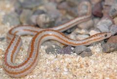 Baby Whitewater Rosy Boas