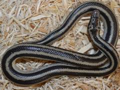 Baby Melanistic Bay of LA Rosy Boas