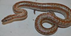 Baby Anery Coastal x Limburg Albino Rosy Boas