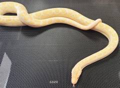 Baby Albino Colombian Rainbow Boas