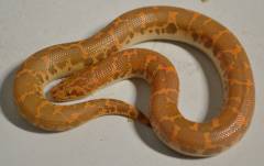 Baby Albino Kenyan Sand Boas