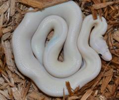 Medium Leucistic Colombian Rainbow Boas