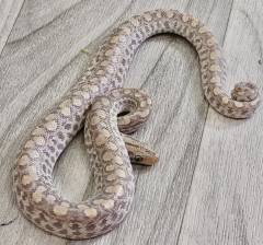 Baby Anery Colombian Rainbow Boas