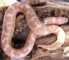 Baby Snow Paradox Kenyan Sand Boas