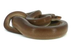 Sub Adult Patternless Colombian Rainbow Boas