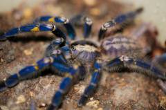 Gooty Sapphire Ornamental Tarantulas Medium