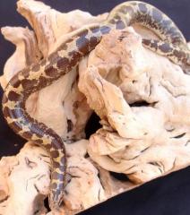 Medium Kenyan Sand Boas