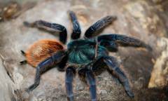 Greenbottle Blue Tarantulas Medium