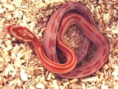 Baby Hypo Striped Cornsnakes
