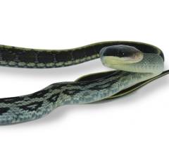 Baby Vietnamese Blue Beauty Ratsnakes