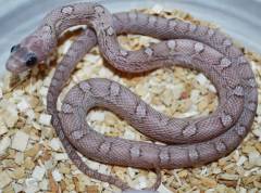 Baby Phantom Blood Red Cornsnakes