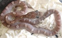Baby Plasma Cornsnakes (lavender blood red)