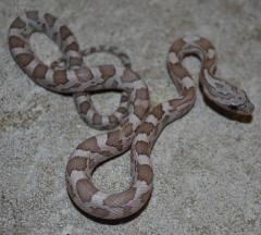 Baby Cinder Cornsnakes