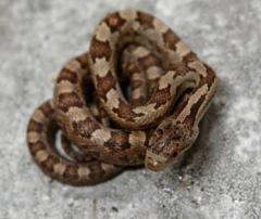 Baby Everglades Ratsnakes