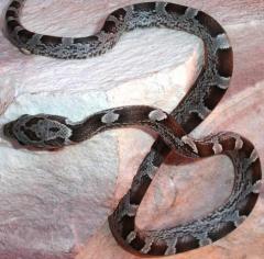 Baby Anery Blood Red Cornsnakes (Granite)